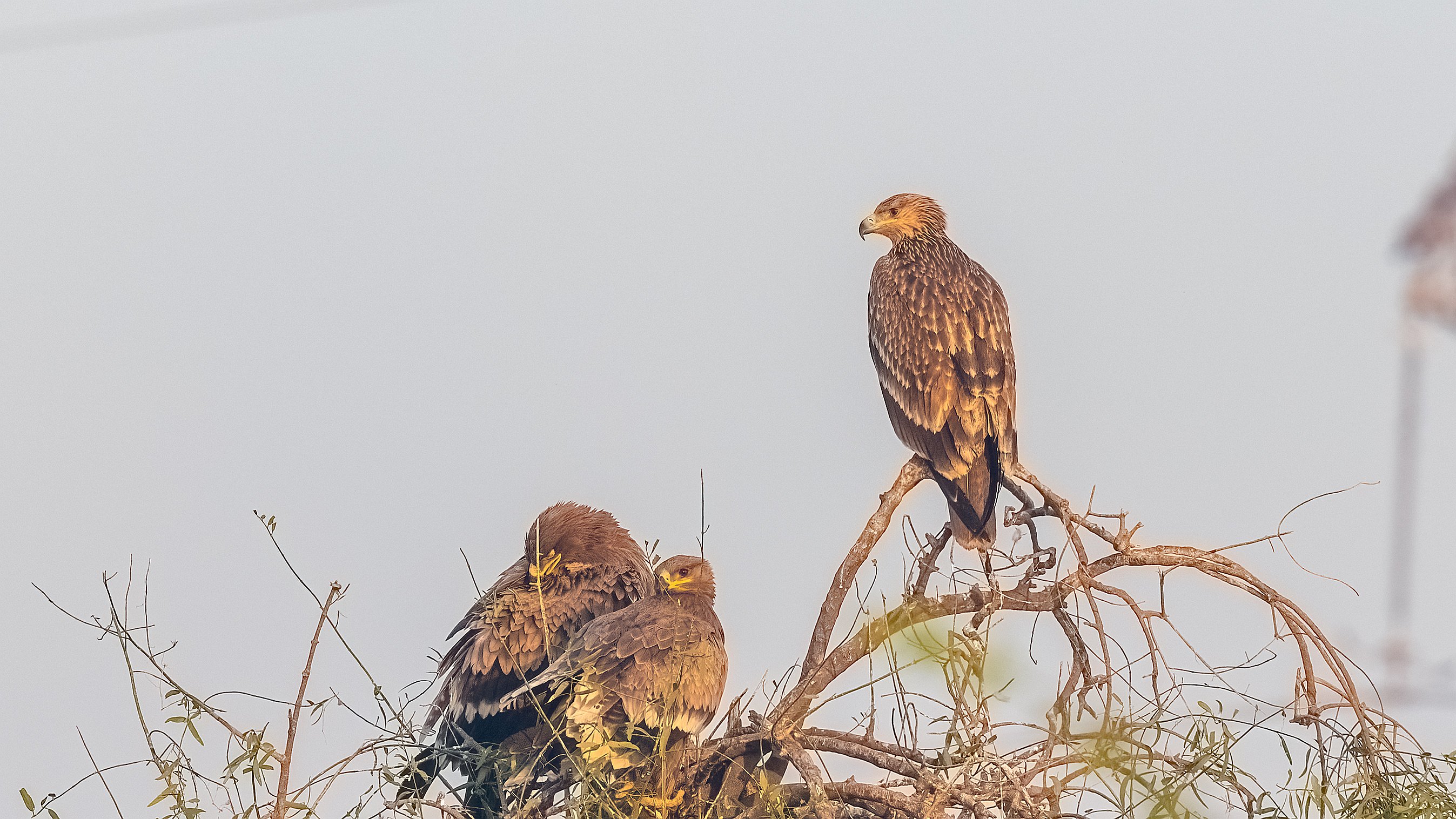 Eastern Imperial Eagle